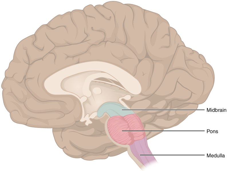 Illustration showing the location and major structures of the human brain stem