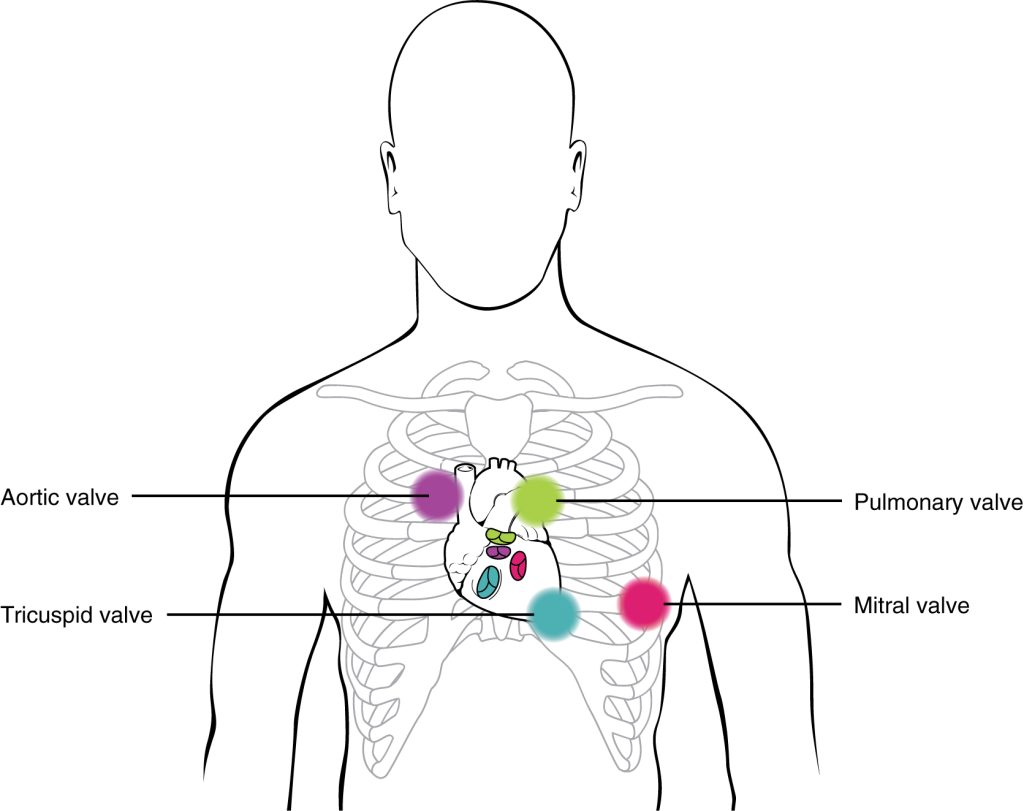 “1914_Table_19_3_1” by OpenStax College is licensed under CC BY 4.0. Access for free at https://openstax.org/books/anatomy-and-physiology-2e/pages/19-3-cardiac-cycle Illustration showing stethoscope placement