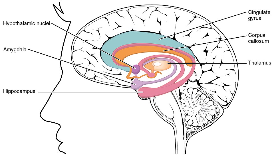 Illustration showing location and major structures of the limbic lobe