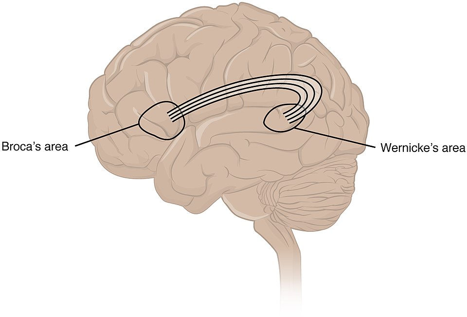 Illustration showing Brocas and Wernickes areas in the human brain