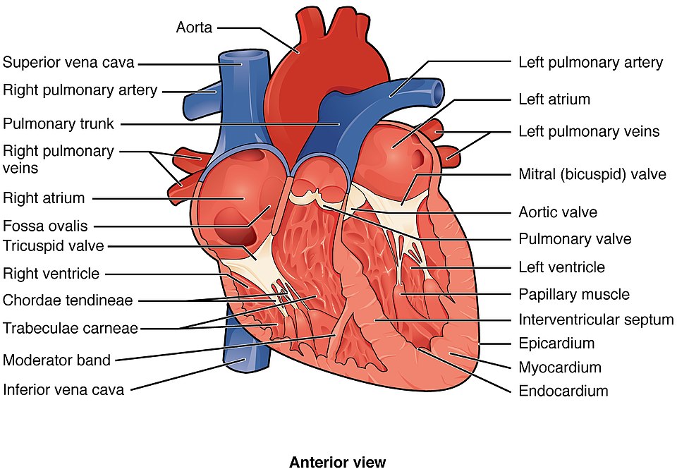 "2008_Internal_Anatomy_of_the_HeartN" by OpenStax College is licensed under CC BY 3.0 Illustration showing internal anatomy of the heart with text labels