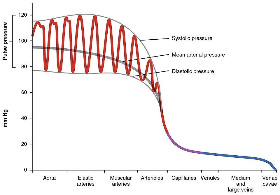 “2109_Systemic_Blood_Pressure” by OpenStax College is licensed under CC BY 3.0 Graph depicting system blood pressure