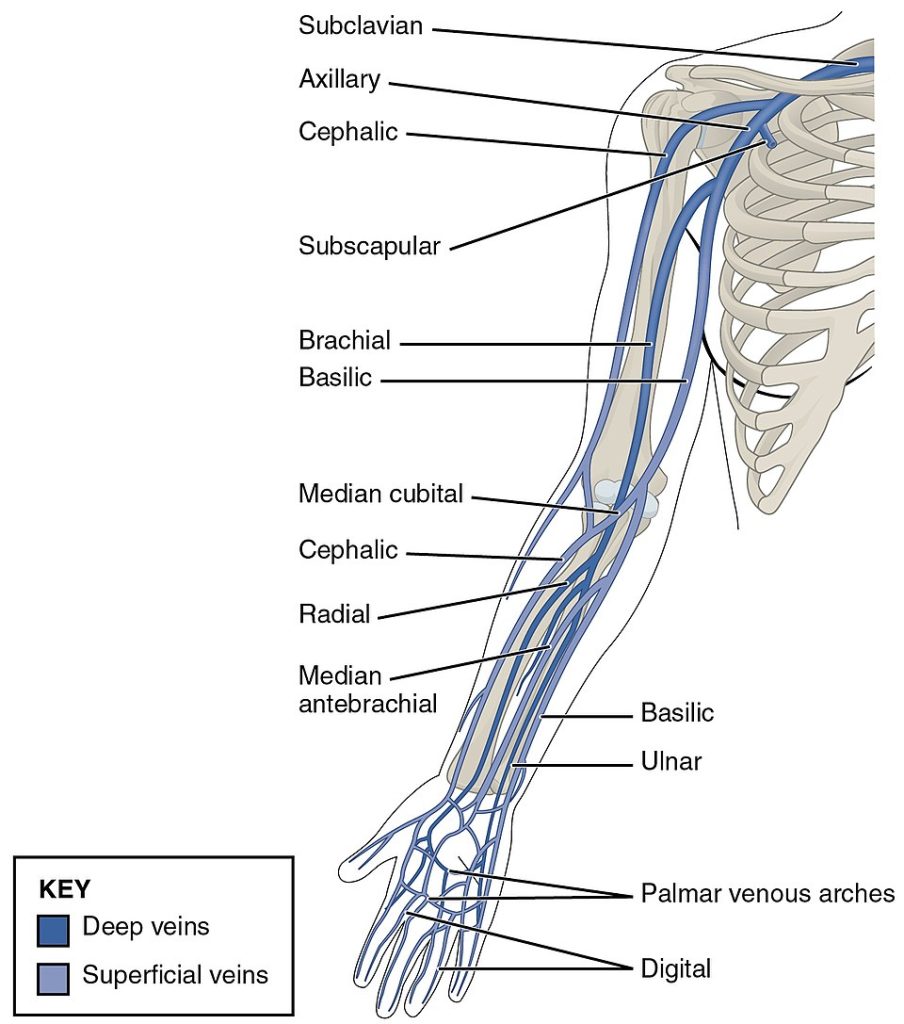 “2134_Thoracic_Upper_Limb_Veins” by OpenStax College is licensed under CC BY 3.0 Illustration showing thoracic upper limb veins with text labels