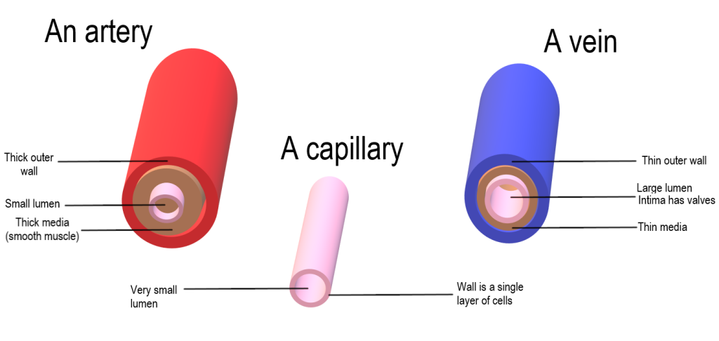 "Artery_Vein_Capillary_Comparison" by Christinelmiller is licensed under CC BY-SA 4.0 Illustration showing a comparison between an artery, capillary, and vein