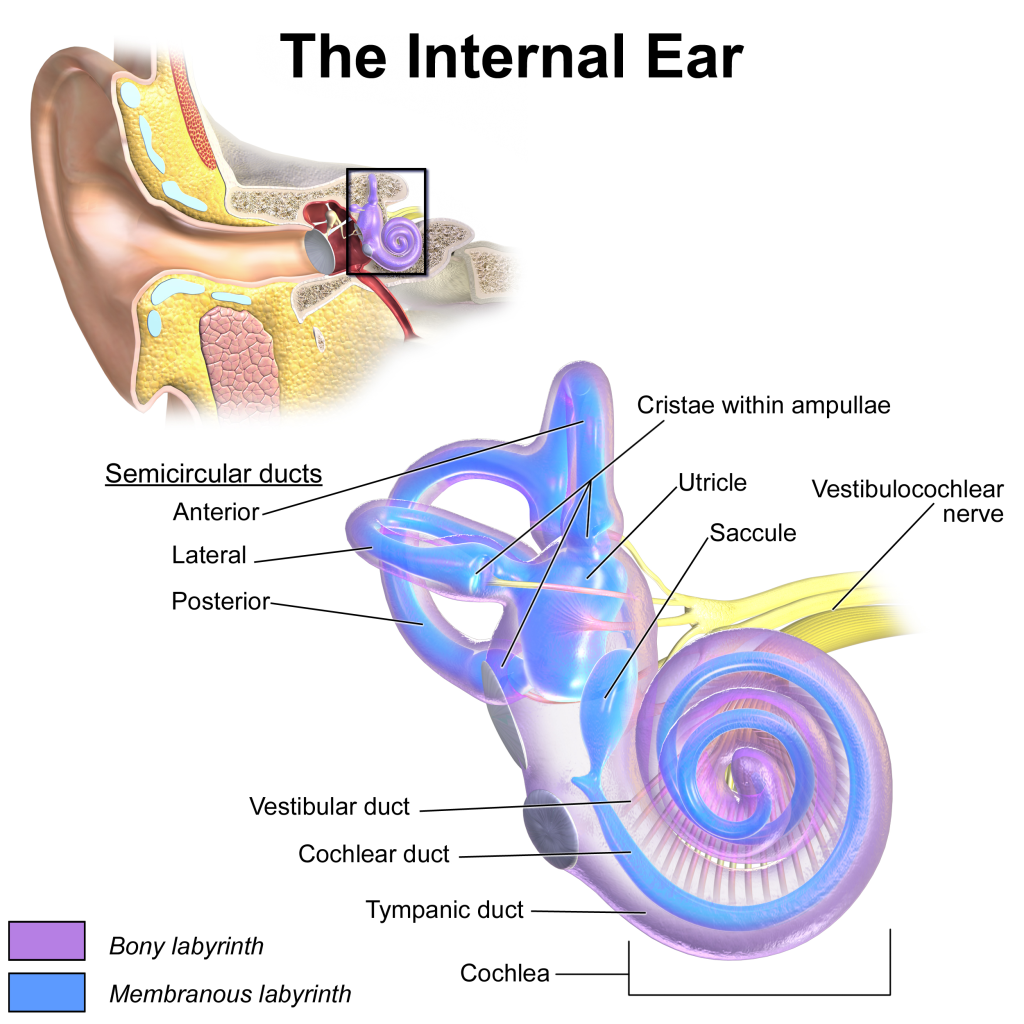 "Blausen_0329_EarAnatomy_InternalEar" by Blausen.com staff (2014). "Medical gallery of Blausen Medical 2014 is licensed under CC BY 3.0 Illustration showing location and major structures of the internal ear