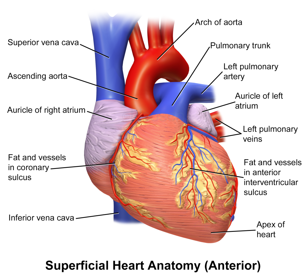 "Blausen_0451_Heart_Anterior" by Blausen Medical Communications, Inc. is licensed under CC BY 3.0 Illustration showing superficial heart anatomy from anterior view