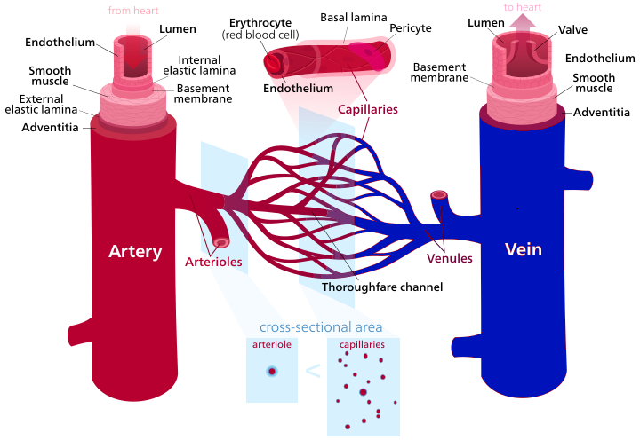 This image is derived from "Blood_vessels-en" by Kelvinsong and is licensed under CC BY-SA 3.0. Illustration showing blood vessels
