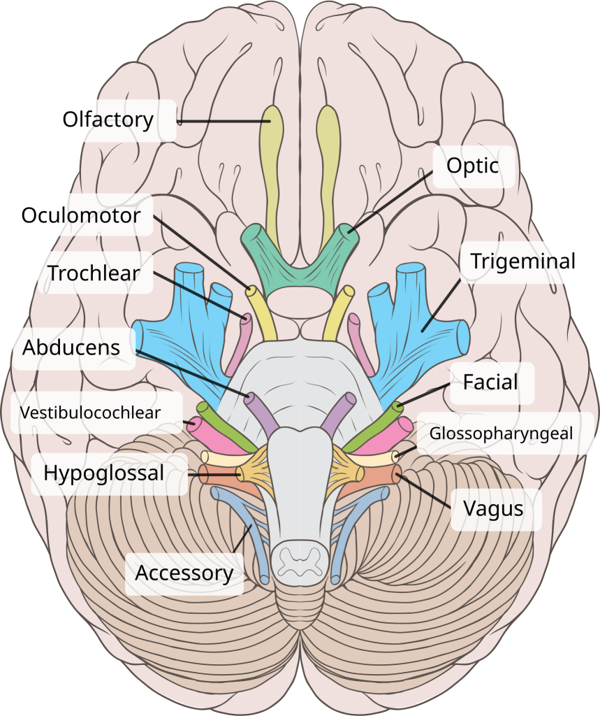 Illustration showing inferior view of human brain with labels for major structures