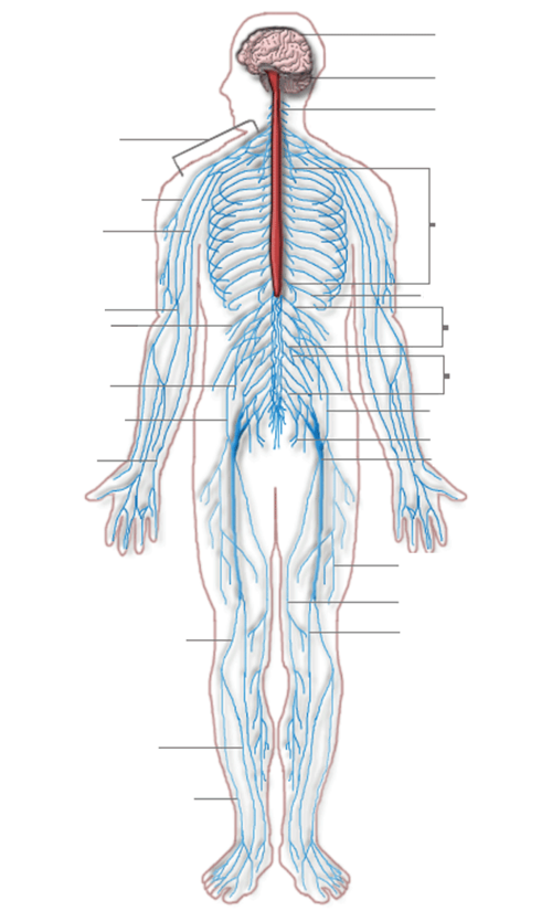 Illustration showing the central and peripheral nervous systems in a human figure