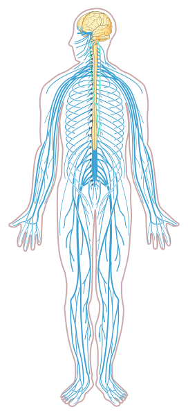 Illustration showing the central and peripheral nervous systems in a human figure