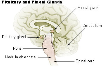 "Illu_pituitary_pineal_glands" by unknown author, National Cancer Institute is in the Public Domain. Illustration showing pituitary and pineal glands