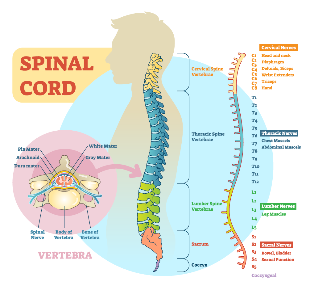 “shutterstock_1008694237.jpg” by VectorMine is used under paid license from Shutterstock.com Illustration showing Spinal cord schematic diagram with all sections - cervical spine, thoracic spine, lumber spine, sacrum, coccyx. And diagram of vertebra