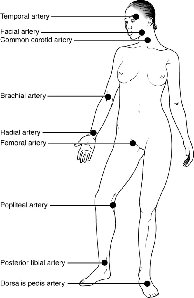 “b1d5a333807f4a41c3d26bd19c6264e3ad49b978” by OpenStax College is licensed under CC BY 4.0. Access for free at https://openstax.org/books/anatomy-and-physiology-2e/pages/20-2-blood-flow-blood-pressure-and-resistance Illustration showing pulse points on a human form