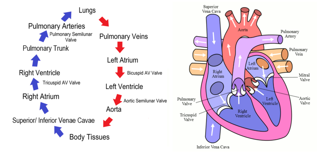 This image is derived from "Circulation_of_blood_through_the_heart" by Christinelmiller is licensed under CC BY-SA 4.0 Illustration showing the circulation of blood flow through the heart, with text and arrow to describe direction