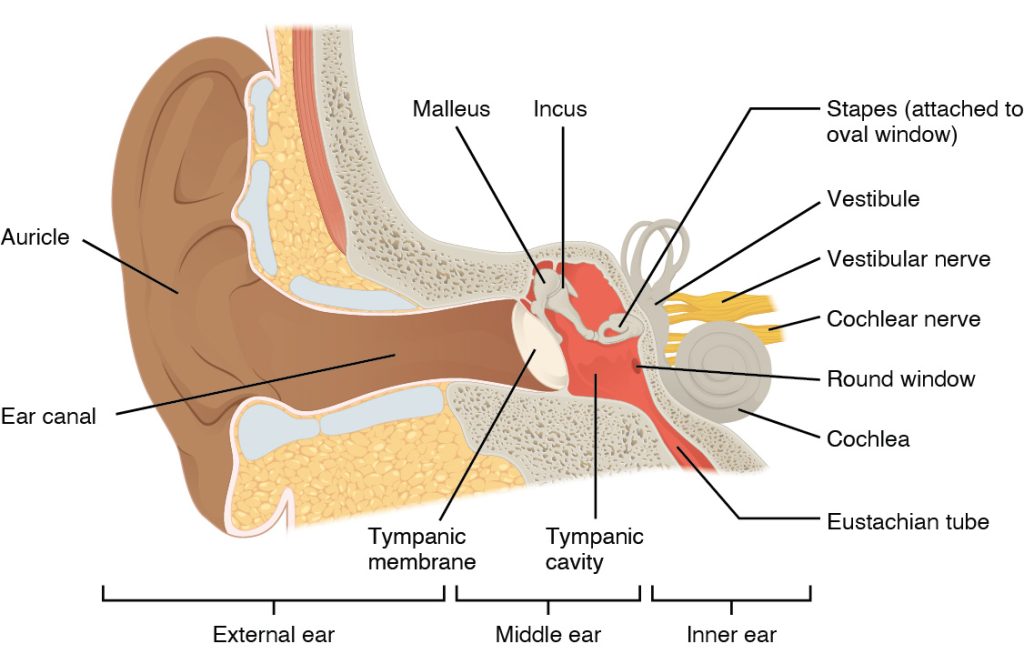 “dd97d7920818a0a5b338a427a1d846043b156238” by Rice University, OpenStax is licensed under CC BY 4.0. Access for free at https://openstax.org/books/anatomy-and-physiology-2e/pages/14-1-sensory-perception Illustration showing major structures of the ear