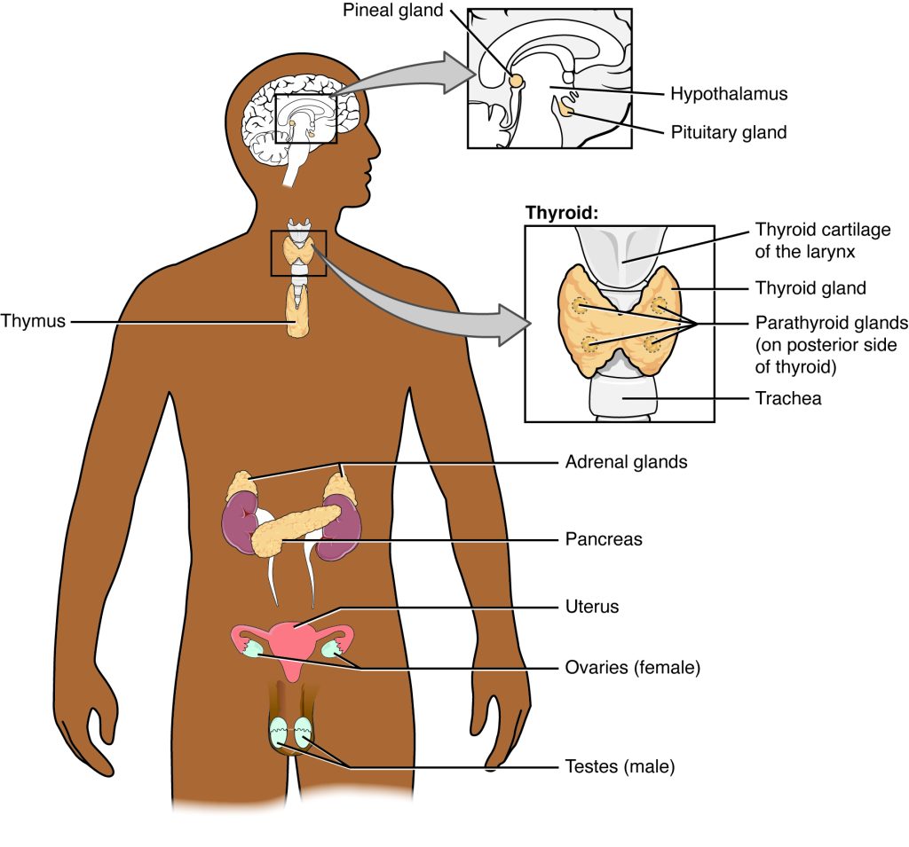 “eade2d286c1bf61900ea443ba642f097fc0c334d” by Rice University/Open Stax is licensed under CC BY 4.0. Access for free at https://openstax.org/books/anatomy-and-physiology-2e/pages/17-1-an-overview-of-the-endocrine-system#fig-ch18_01_01 Illustration showing major components of endocrine system with text labels