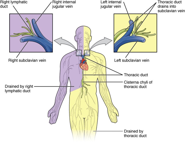2203_Lymphatic_Trunks_and_Ducts_System” by OpenStax College is licensed under CC BY 3.0 Illustration showing lymphatic trunks and ducts system