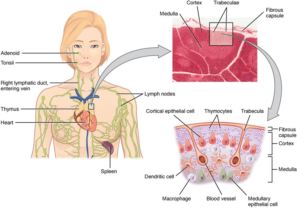 ”2206_The_Location_Structure_and_Histology_of_the_Thymus” by OpenStax College is licensed under CC BY 3.0 Illustration showing location, structures, and histology of the thymus