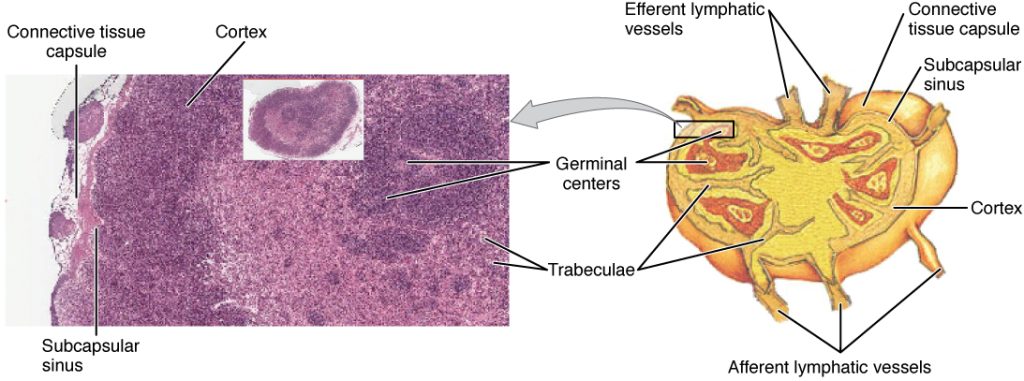 ”2207_Structure_and_Histology_of_a_Lymph_Node” by OpenStax College is licensed under CC BY 3.0 Illustration and micrograph of a lymph node