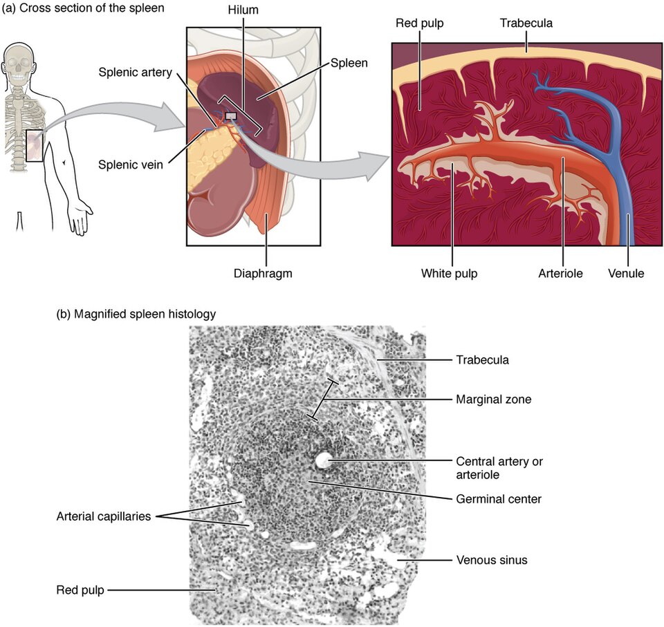 ”2208_Spleen” by OpenStax College is licensed under CC BY 3.0 Illustration and magnified histology showing