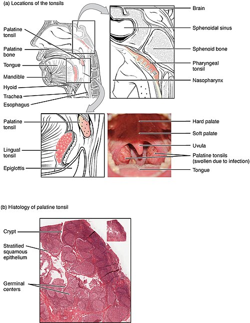 ”2209_Location_and_Histology_of_Tonsils” by OpenStax College is licensed under CC BY 3.0 Illustration showing location and major structures of the tonsils, along with histology