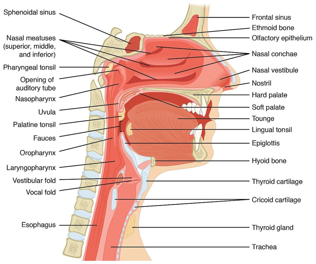 Illustration showing major structures of nose, pharynx, and mouth
