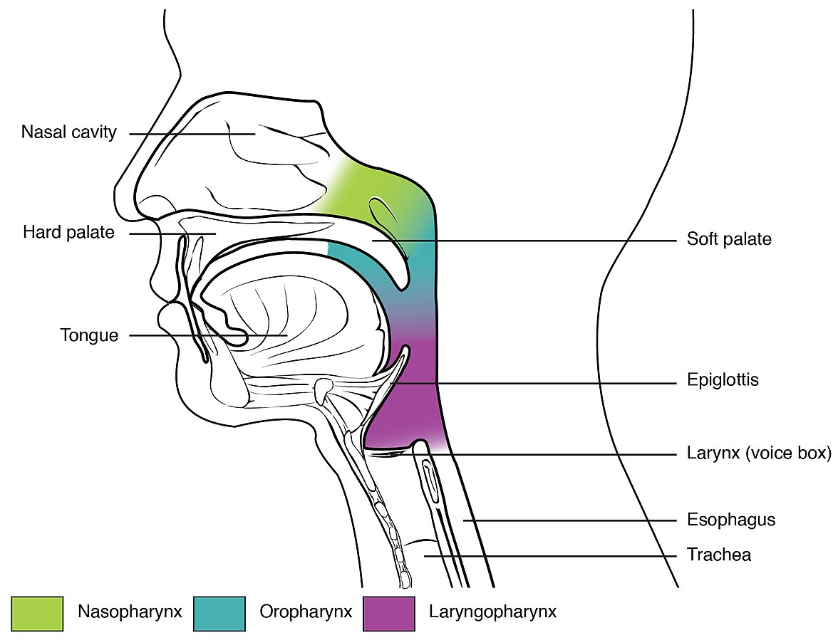 Illustration showing nasopharynx, oropharynx, and laryngopharynx