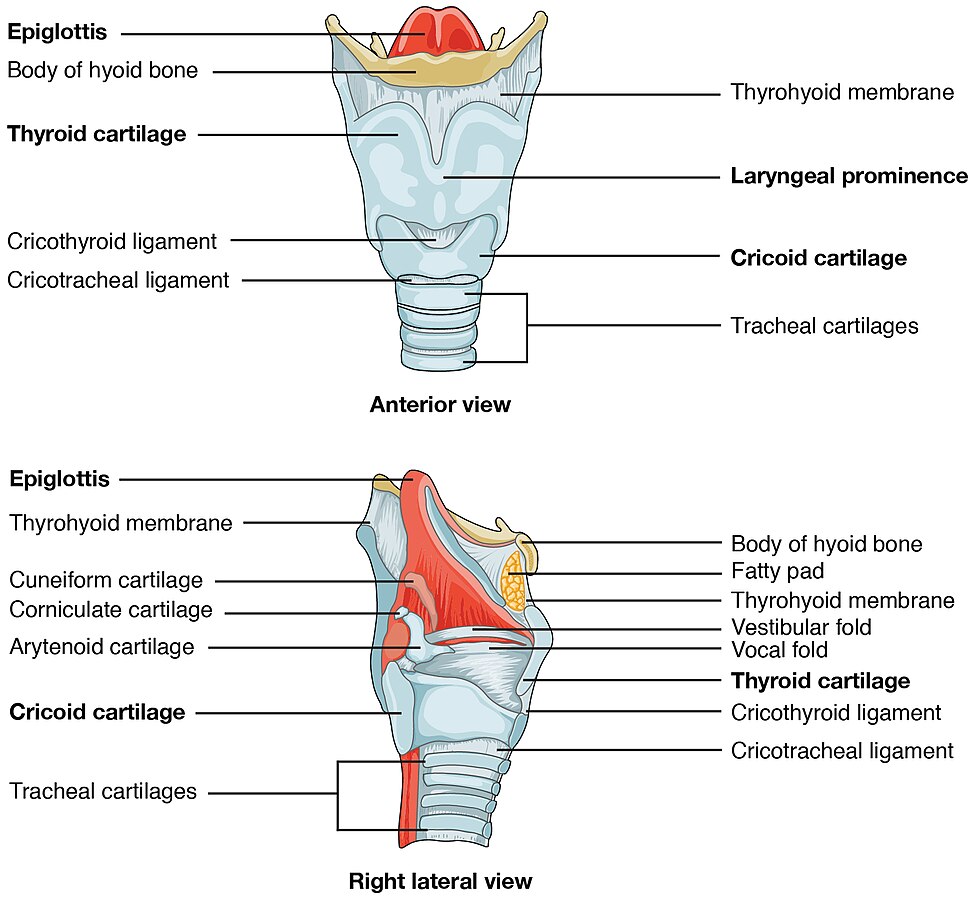 Illustration showing anterior and right lateral views of the larynx