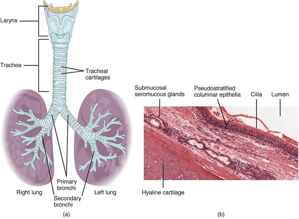 Illustration and micrograph of the trachea
