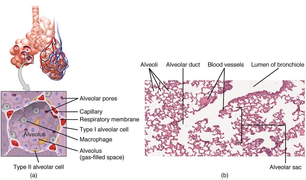 Illustration and micrograph showing structures of the respiratory zone
