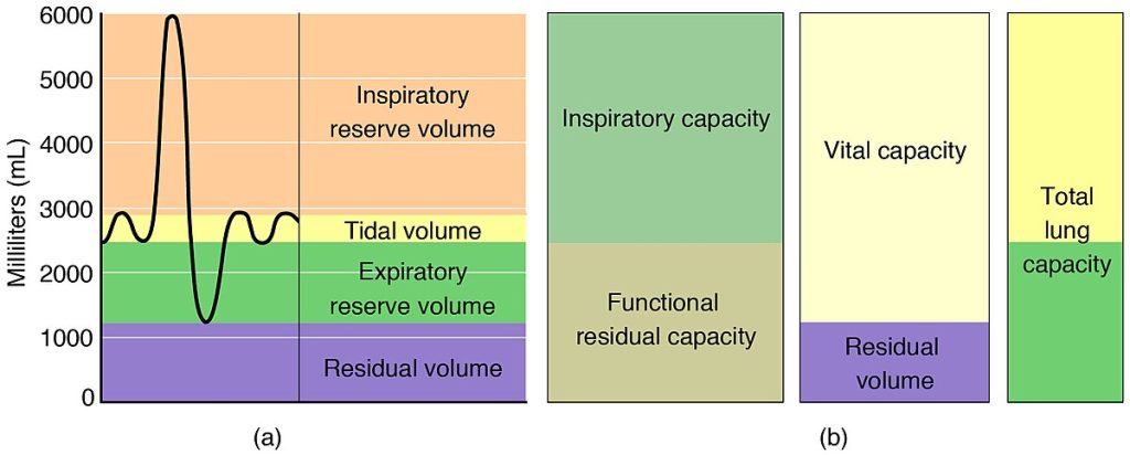 Spirometry and respiratory volumes