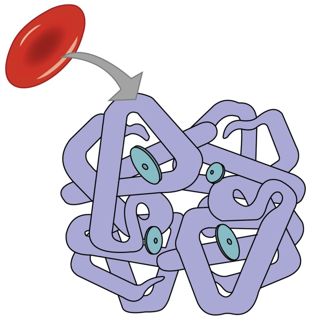 Illustration showing a red blood cell and a cluster of erythrocytes