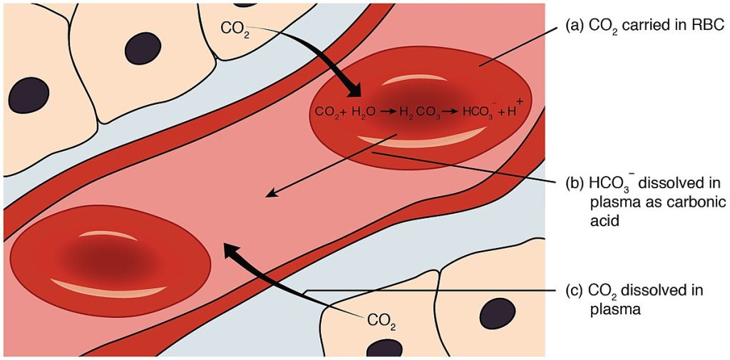Illustration showing process of carbon dioxide transport