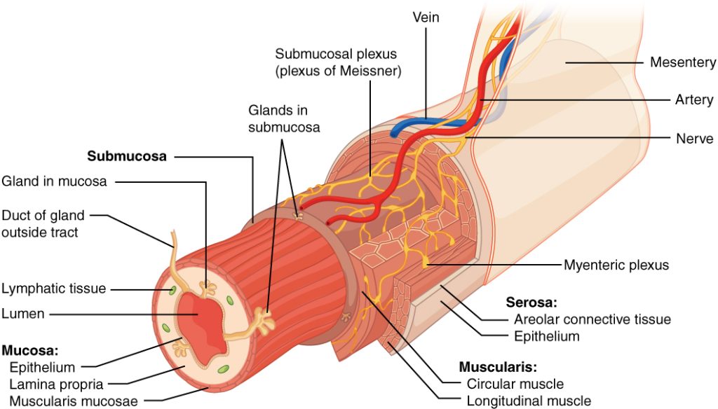 : "2402_Layers_of_the_Gastrointestinal_Tract” by OpenStax College is licensed under CC BY 3.0 Illustration showing gastrointestinal tract layers