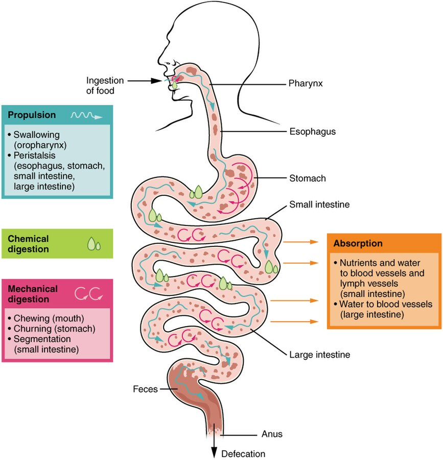 "2405_Digestive_Process” by OpenStax College is licensed under CC BY 3.0 Illustration showing digestive process, with text labels