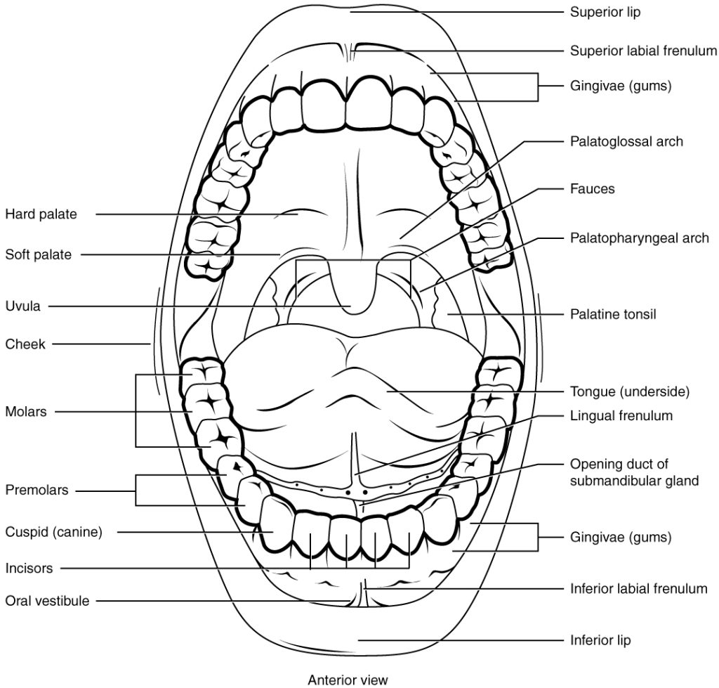 "2406_Structures_of_the_Mouth” by OpenStax College is licensed under CC BY 3.0 Illustration showing structures of the mouth