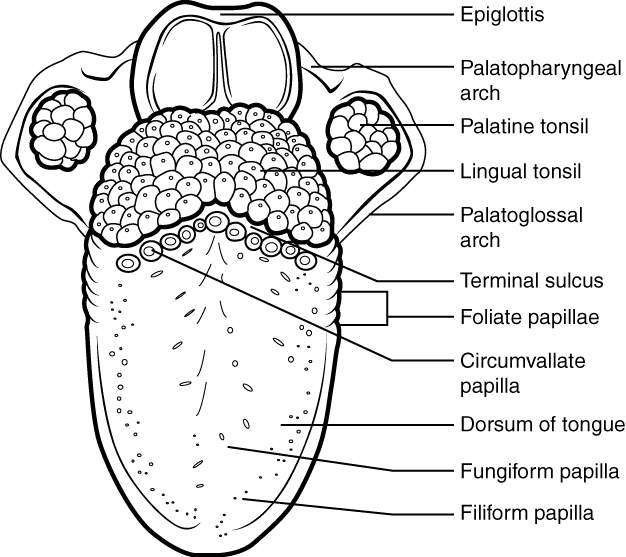 "2407_Tongue” by OpenStax College is licensed under CC BY 3.0 Illustration and text detailing structures of the tongue