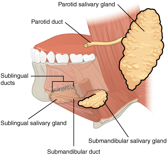 "2408_Salivary_Glands” by OpenStax College is licensed under CC BY 3.0 Illustration showing major structures of salivary glands