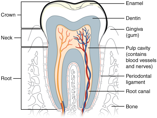 "2409_Tooth” by OpenStax College is licensed under CC BY 3.0 Illustration and text showing structures of the tooth