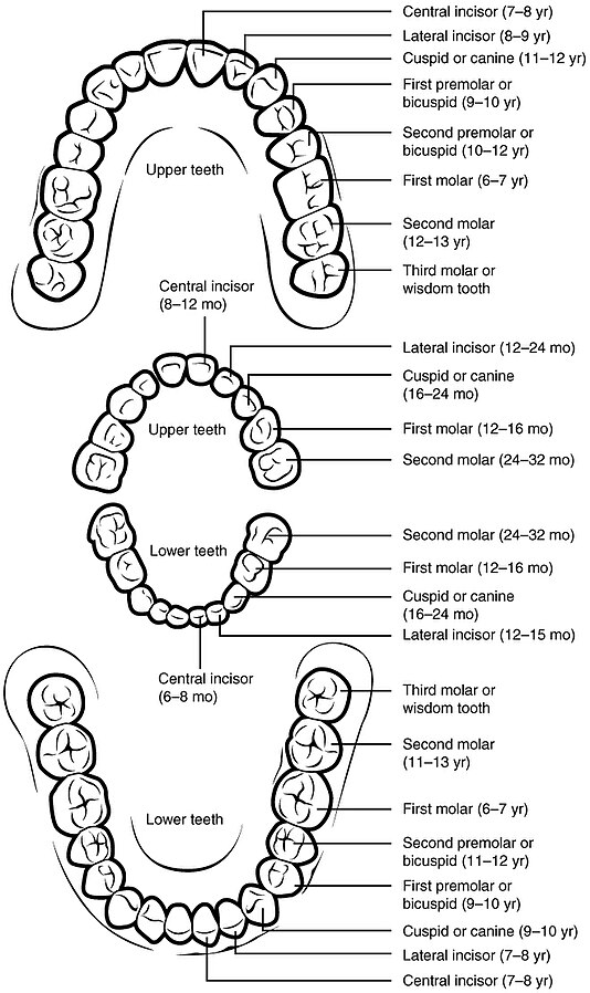 2410_Permanent_and_Deciduous_TeethN” by OpenStax College is licensed under CC BY 3.0 Illustration and text detailing teeth