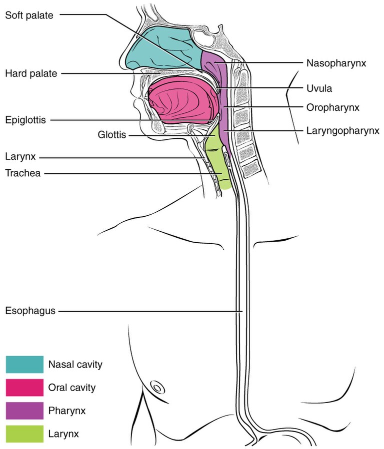 "2411_Pharynx” by OpenStax College is licensed under CC BY 3.0 Illustration of the pharynx with text labels