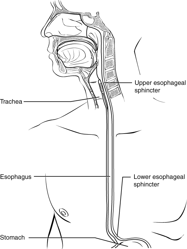 "2412_The_Esophagus” by OpenStax College is licensed under CC BY 3.0 Illustration showing structures of the esophagus