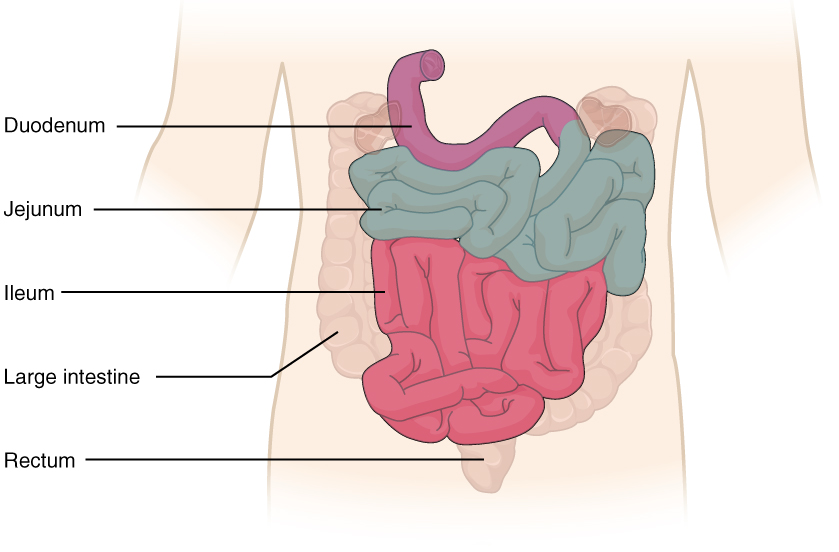 "2417_Small_IntestineN” by OpenStax College is licensed under CC BY 3.0 Illustration showing location and major structures of small intestine
