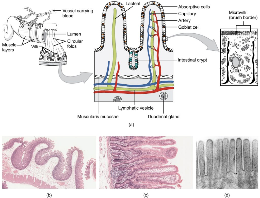 "2418_Histology_Small_IntestinesN” by OpenStax College is licensed under CC BY 3.0 Illustration and micrographs of small intestines