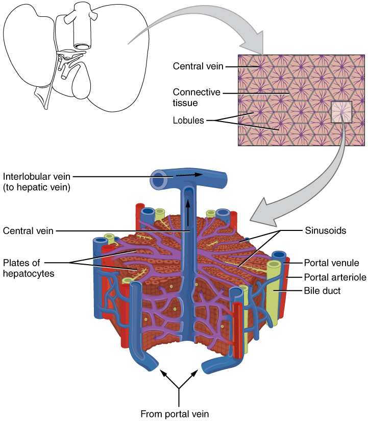 "2423_Microscopic_Anatomy_of_Liver" by OpenStax College is in the Public Domain. Illustration showing microscopic anatomy of the liver