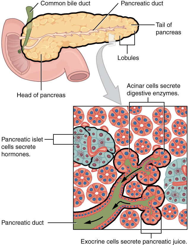 "2424_Exocrine_and_Endocrine_Pancreas” by OpenStax College is licensed under CC BY 3.0 Illustration showing exocrine and endocrine pancreas