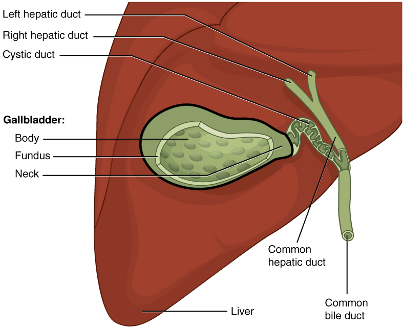 "2425_Gallbladder” by OpenStax College is licensed under CC BY 3.0 Illustration and text showing major structures of the gallbladder