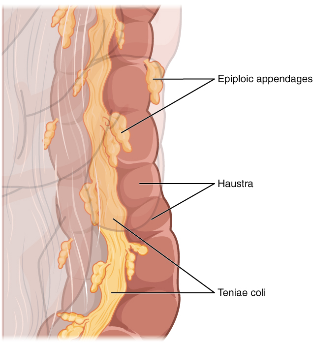 "2433_Teniae_Coli_Haustra_Epiploic_Appendage” by OpenStax College is licensed under CC BY 3.0 Illustration showing teniae coli, haustra, and epiploic appendages