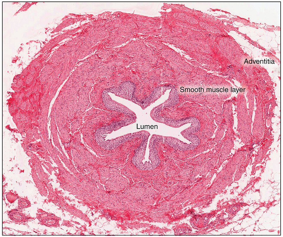 ”2607_Ureter” by OpenStax College is licensed under CC BY 3.0 Micrograph of a ureter
