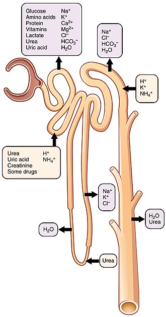 ”2618_Nephron_Secretion_Reabsorption” by OpenStax College is licensed under CC BY 3.0 Illustration and text showing nephron secretion and reabsorption